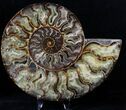 Split Ammonite Pair - Agatized #19217-1